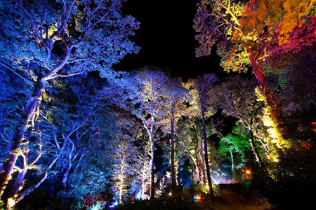 Enchanted Forest